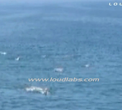 Great White Shark Attack