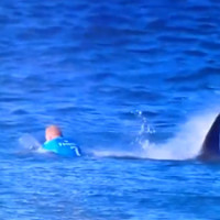 MICK FANNING shark attack