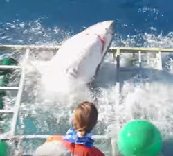 great white shark cage breach accident